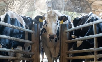 Fokus auf eine Kuh zwischen anderen Kühen im Stall