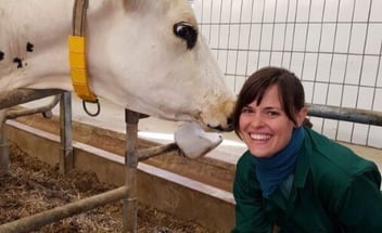 Eine Frau und eine weiße Kuh, die ihre Köpfe aneinander halten