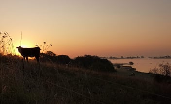 Schatten einer Kuh im Sonnenuntergang