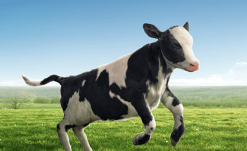 Kalb auf einer Weide springt in die Luft