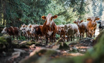 Foto von einer Herde braunen Kühen im Wald