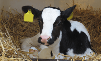 Schwarz-weißes Kalb liegt im Stroh