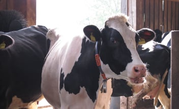 Kopf einer schwarz-weißen Kuh in einem Stall