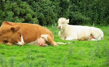 Eine weiße Kuh und eine braune Kuh auf einer Wiese liegen