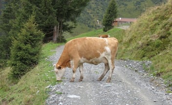 Eine Kuh, die auf einem Bergweg steht