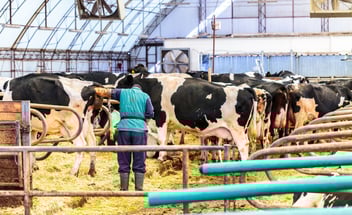 Mann steht in einem Stall zwischen vielen schwarz-weißen Kühen