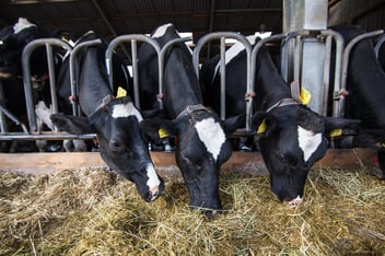 3 Kühe fressen Gras