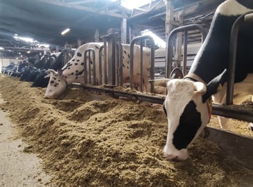 Mehrere schwarzbunte Milchkühe stehen in einer Reihe am Fressgitter in einem Boxenlaufstall und fressen frische Silage.