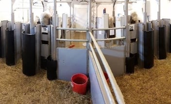 Foto eines Kuhstalls