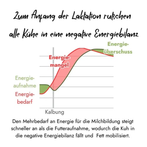 Laktose-Energiebilanz