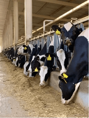 Milchkuehe-Stall-1