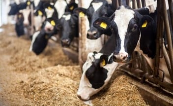 Kühe in einem Stall, die Stroh fressen