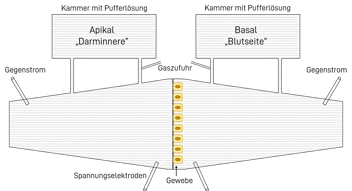 Grafik des Ussingkammer-Modells