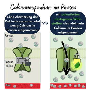 milchfieber-calciumaufnahme-pansen-trp-kanaele