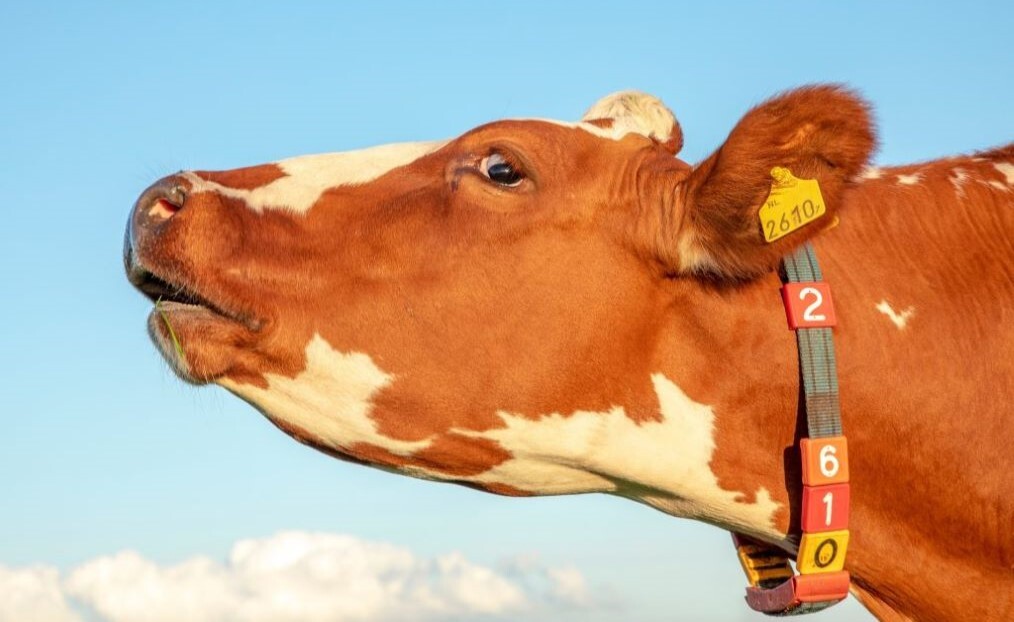 Kopf von einer braunen Kuh mit Ohrenmarke