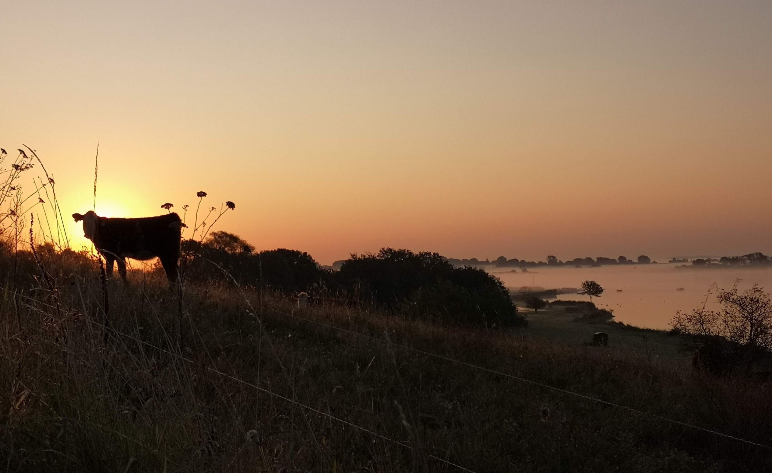 Schatten einer Kuh im Sonnenuntergang
