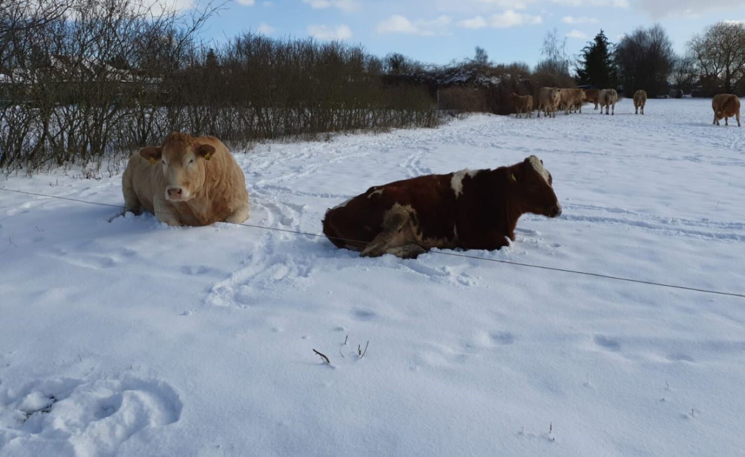 Zwei Kühe die im Schnee liegen