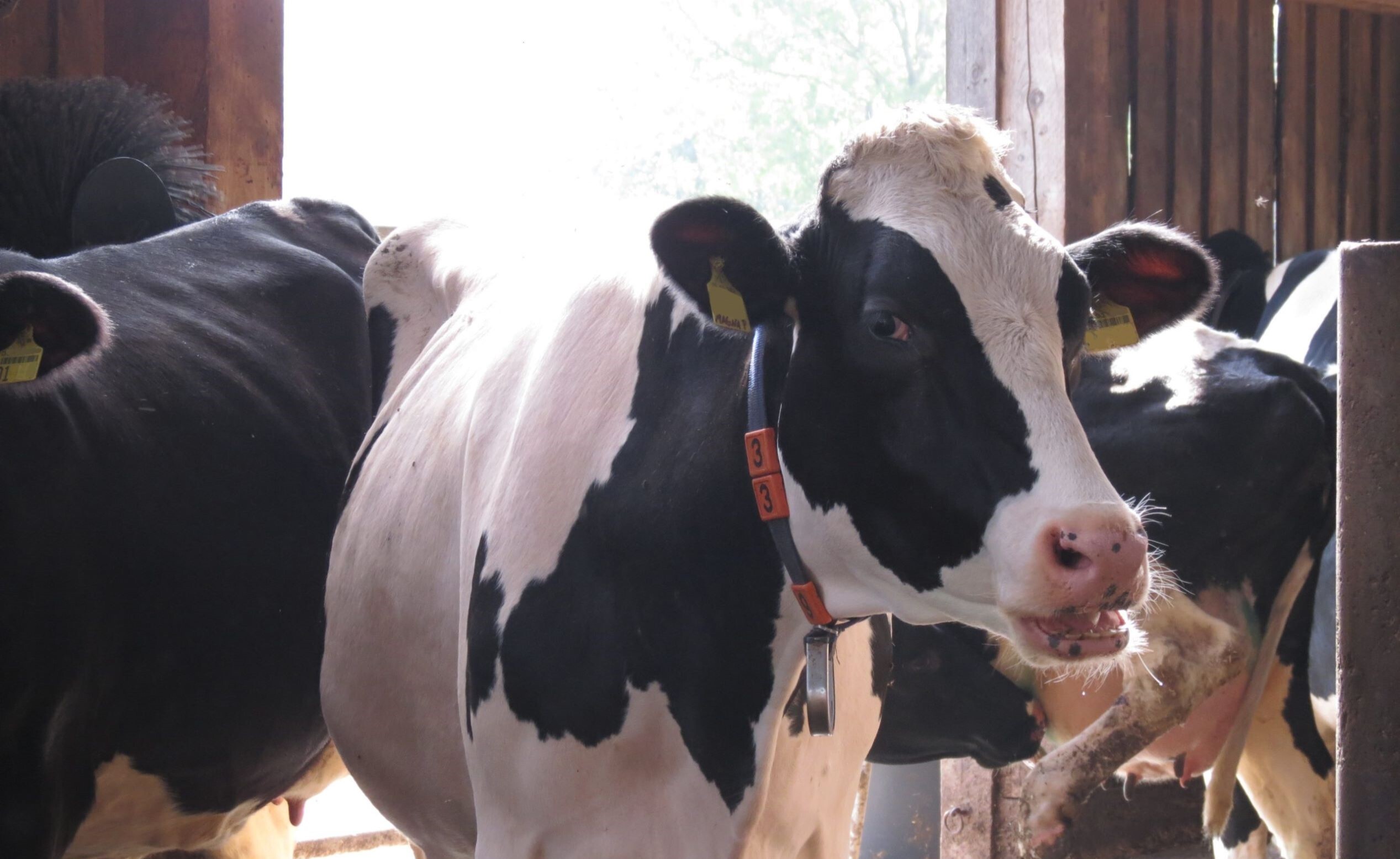 Kopf einer schwarz-weißen Kuh in einem Stall