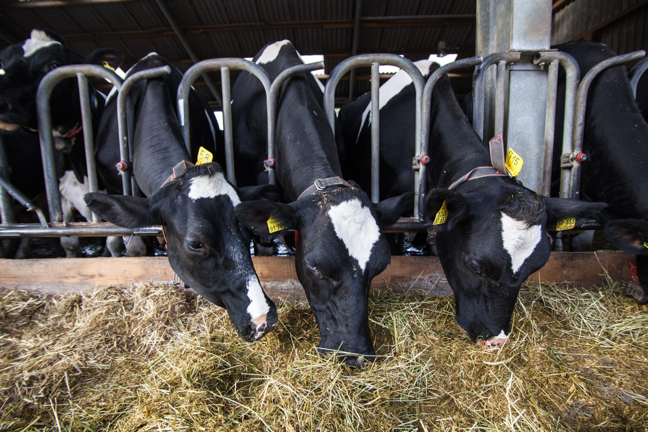 3 Kühe fressen Gras