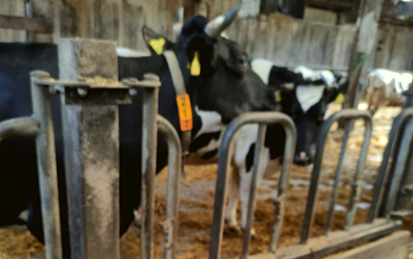 Kühe in einem Stall